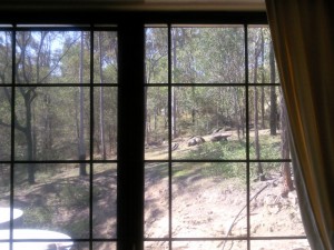 View from 1 of my 2 uncovered 6ft x 4ft windows looking out to our rather dry block of land
