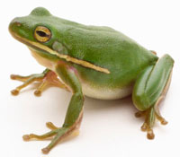 frog